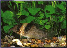Corydoras bicolor